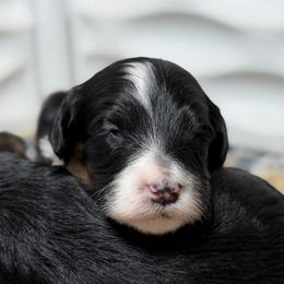 Reeses - Tri-color female Bernedoodle puppy in El Campo, Texas from Little Fur Friends Bernedoodles