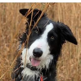 Border Collie Puppies from Ferguson Border Collies