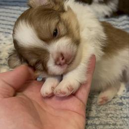 Boy 1 - Chocolate parti male Pomeranian puppy in Maplefalls, Washington from Snow peak poms