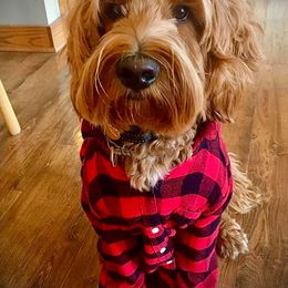Australian Labradoodle All Grown Up from Cottonwood Labradoodles