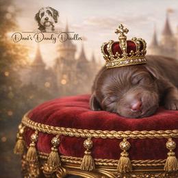 King - Brown and white male Aussiedoodle puppy in Roebuck, South Carolina from Dani's Dandy Doodles