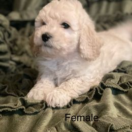 Goldendoodle Puppies from Doodle Paradise