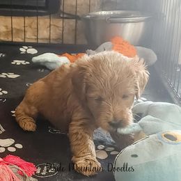 Double Doodle, Labradoodle, and Sheepadoodle Puppies from Mule Mountain Doodles
