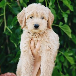 Padme - Apricot female Goldendoodle puppy in Highland, Utah from Alpine Angel Puppies