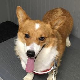 Pembroke Welsh Corgis from Str8edge Corgis