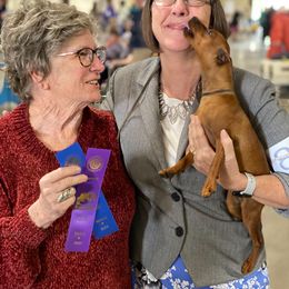 "I Love Lucy ...and Lucy loves everyone!" Miniature Pinscher Puppies from Nizhoni Miniature Pinschers of AZ