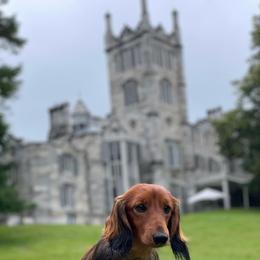 Dachshunds from Falcos Run