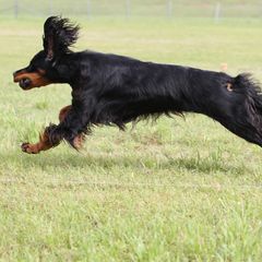 Gordon Setter All Grown Up from Dreamcatcher Kennel