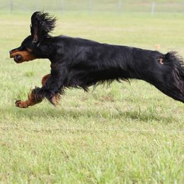 Gordon Setter All Grown Up from Dreamcatcher Kennel