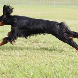 Gordon Setter All Grown Up from Dreamcatcher Kennel