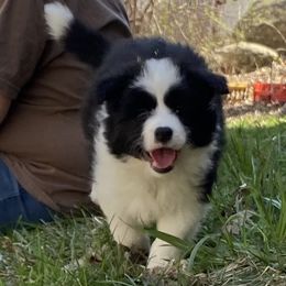 Brandy - Black and white Border Collie puppy in Ashford, Connecticut from Cross Creek