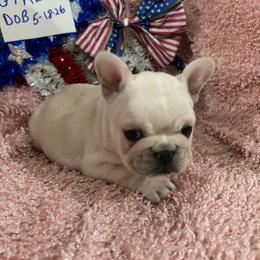 Girl2 - Cream female French Bulldog puppy in Denison, Texas from Lovemyfrenchies – Stoddard Frenchbulldog's