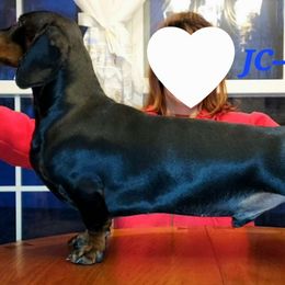 JC - Dachshund