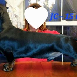 JC - Dachshund