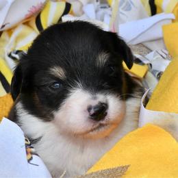 Queen - Black tri-color female Australian Shepherd puppy in Kirksville, Missouri from BellSharps Australian Shepherds