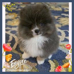Eeyore - AKC - Blue male Pomeranian puppy in Eatonville, Washington from Foxy Forest Poms