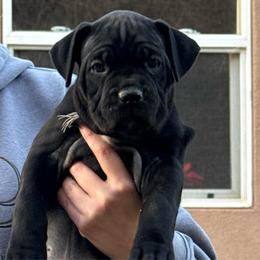 Vixen - Black female Cane Corso puppy in Utah from 3Lake Kennelz