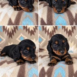 Girl 2 - Black and tan female Dachshund puppy in Oklahoma from Red Oak Long Dogs