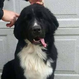 Newfoundlands from Glenauldyn Newfoundlands