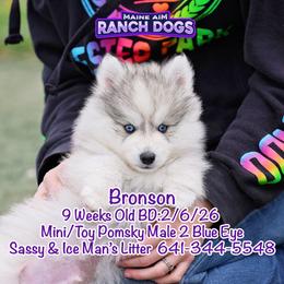 Bronson - Silver and white male Pomsky puppy in Humeston, Iowa from M.A.R. Dogs