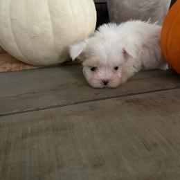 Lilly - White female Maltese puppy in Asheville, North Carolina from TCBs Glowing Maltese