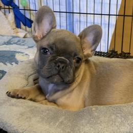French Bulldog Puppies from Monarchy's Finest French Bulldogs