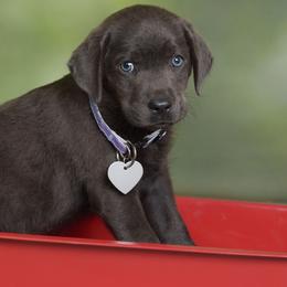 Rambo - Charcoal male Dilute Retriever puppy in Missouri City, Texas from Labrador Retriever Puppies