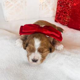 Cindy Lou - Red  female Goldendoodle puppy in Sterling, Illinois from Charley's Goldendoodles