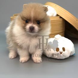 Silas - Chocolate parti male Pomeranian puppy in Redlands, California from Torrey Hills Poms