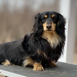 Ramsey - Dachshund