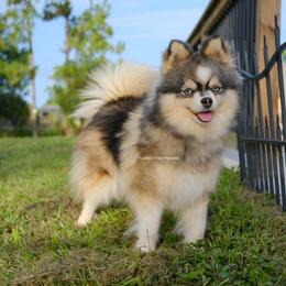 Gotti - Pomsky