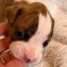 Grey - Brindle female Boxer puppy in Evington, Virginia from Boxer Tails
