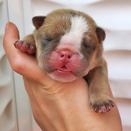Bulldog Puppies from Badger Canyon bulldogs