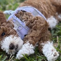 Goldendoodles from Willow Lane Doodles