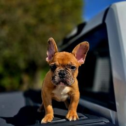 Tanner - Fawn and white male French Bulldog puppy in Lancaster, Ohio from FarmHouse Frenchies