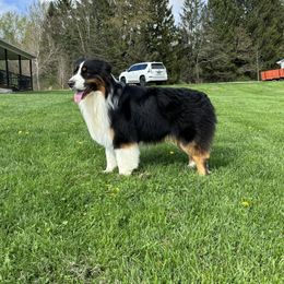 Stetson - Australian Shepherd