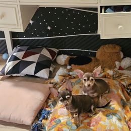 Chihuahua and Shih Tzu Puppies from Crazy Love Kennels