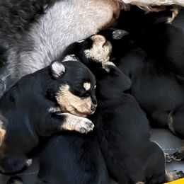 Miniature Schnauzer Puppies from Front Runner Miniature Schnauzers