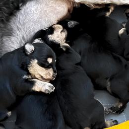 Miniature Schnauzer Puppies from Front Runner Miniature Schnauzers
