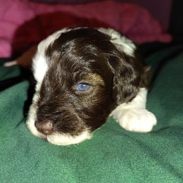 Liver parti girl - Parti female Miniature Schnauzer puppy in Florida from Central Florida Schnauzers