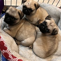 Pug Puppies from Garrick’s Precious Pugs