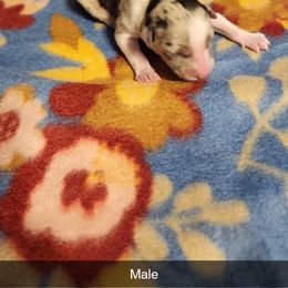 Australian Shepherd and Miniature Australian Shepherd Puppies from Hidden Leaf Aussies