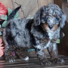 Boy 3 - Blue merle male Aussiedoodle puppy in Lawton, Oklahoma from Lindsey’s Aussies