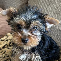 Yorkshire Terriers from Diana's Yorkie Paws