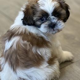 Mush - Red and white male Shih Tzu puppy in Oak Hills, California from High Desert  Shih Tzu