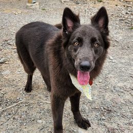 Aqua - German Shepherd