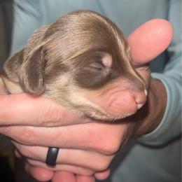 Goober - Chocolate and cream male Dachshund puppy in Forest Hill, Texas from Ruff n’ Tumble