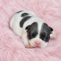 Speckles - Black and white female French Bulldog puppy in Maplewood, New Jersey from Poos&Bulls Keepsake
