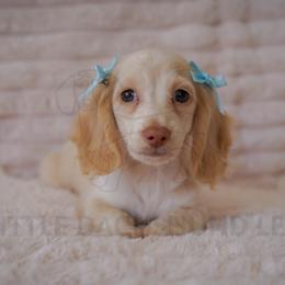 Dove - Cream female Dachshund puppy in Temecula, California from Naomi Magee's Dachshund Kennel