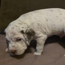 Wolfie - Chestnut male Braque du Bourbonnais puppy in Deer Lodge, Tennessee from Steady Wind Braque du Bourbonnais Pointers